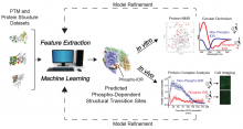 Post-Translational Modification (PTM)